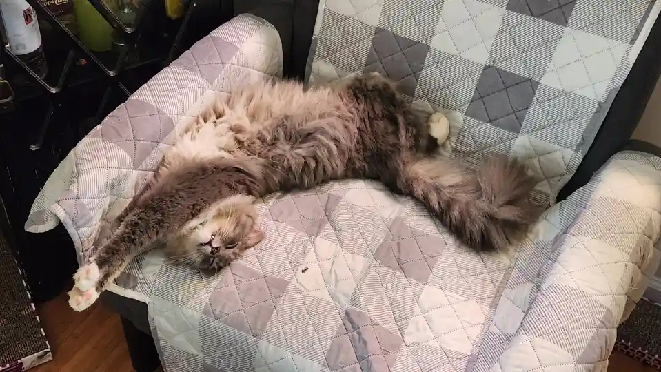 A fluffy, long-haired gray and white cat is stretched out on its back on a gray and white diamond-patterned quilted chair…