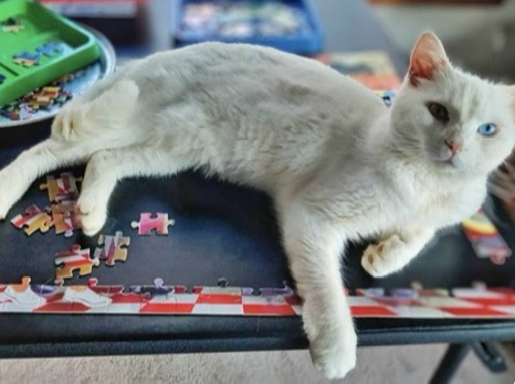 A white cat with one blue eye and one brown eye is lying stretched out on a partially completed jigsaw puzzle, with…
