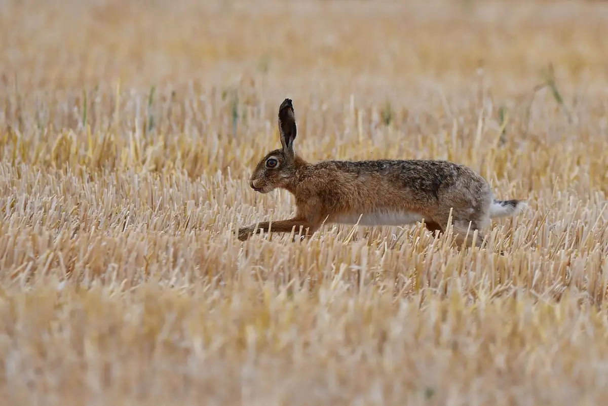 A brown hare with long ears is captured mid-stride running through a field of golden, harvested wheat stalks. The image has…