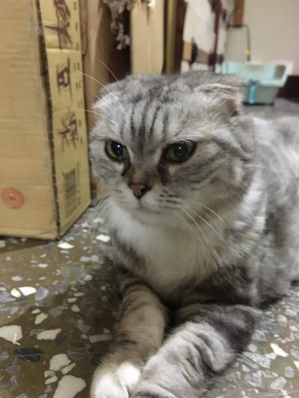 a gray tabby cat with folded ears and a grumpy expression sits on a speckled floor, looking directly at the camera with wide…
