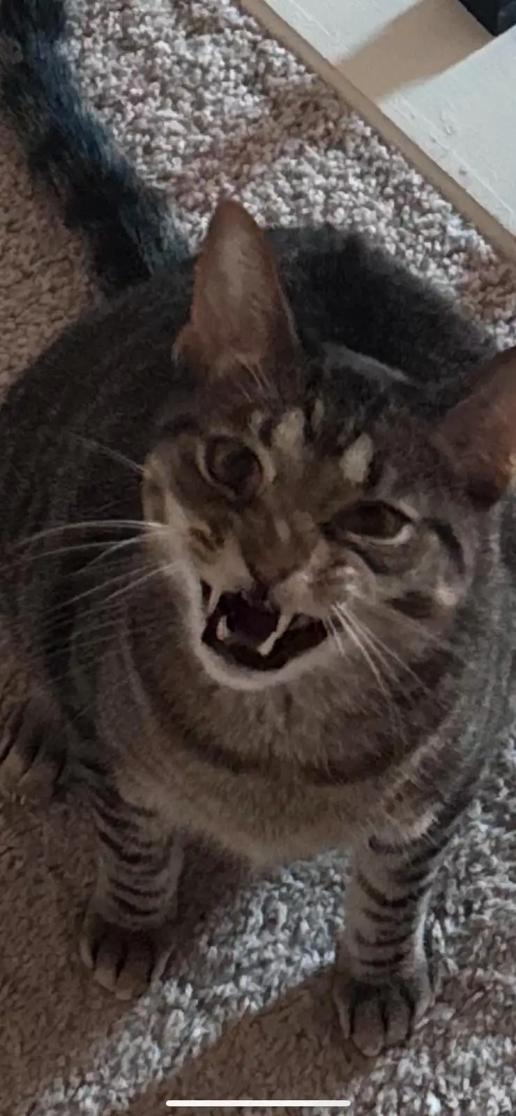 A tabby cat with a striped coat is captured from above, standing on a textured carpet and looking up with its mouth open…