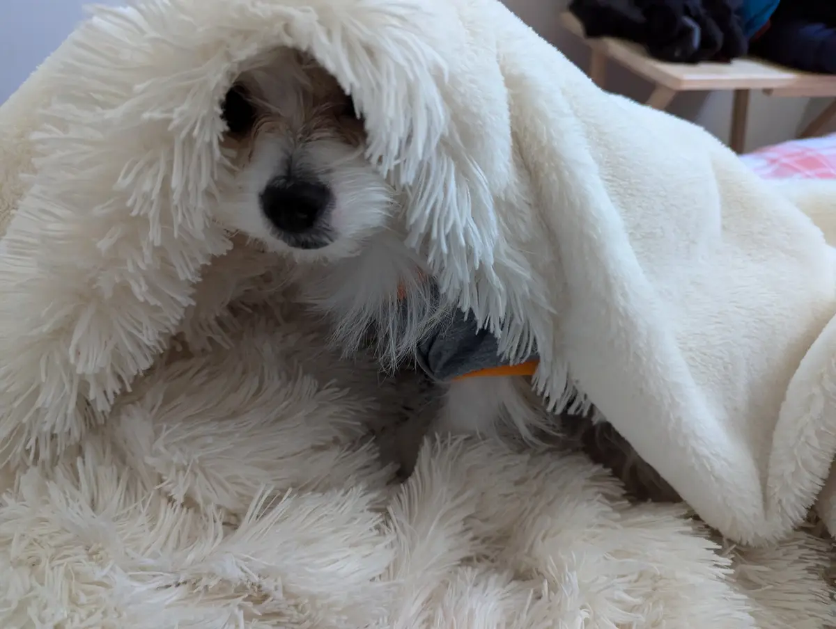 A small, fluffy white dog is mostly covered by a thick, shaggy white blanket, with only its face, black nose, and one eye…