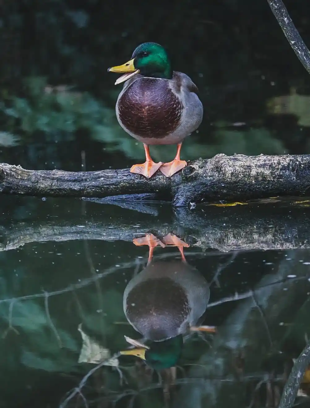 Just a Quack: A Lighthearted Moment
