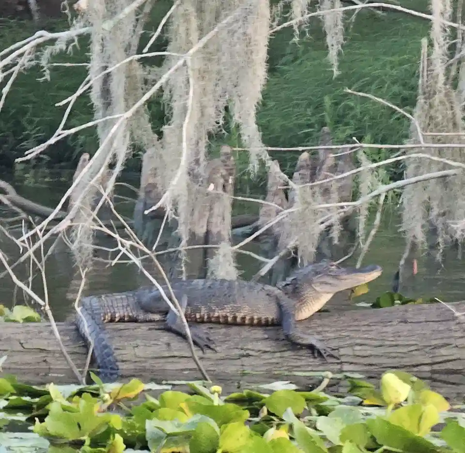 An alligator is lounging on a log in a swampy area with hanging Spanish moss and green water plants. The alligator's head is…