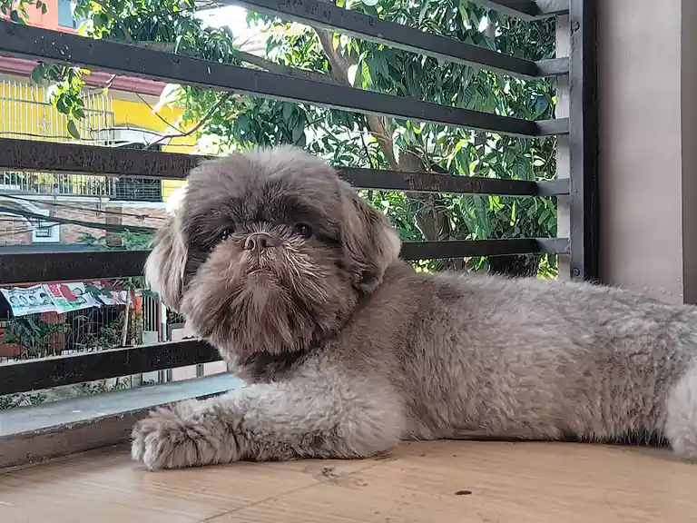 A fluffy, light brown dog with long fur lies on a wooden floor behind a black metal railing, looking directly at the camera…