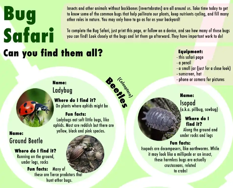 Time to Hunt Down Those Pesky Bugs!