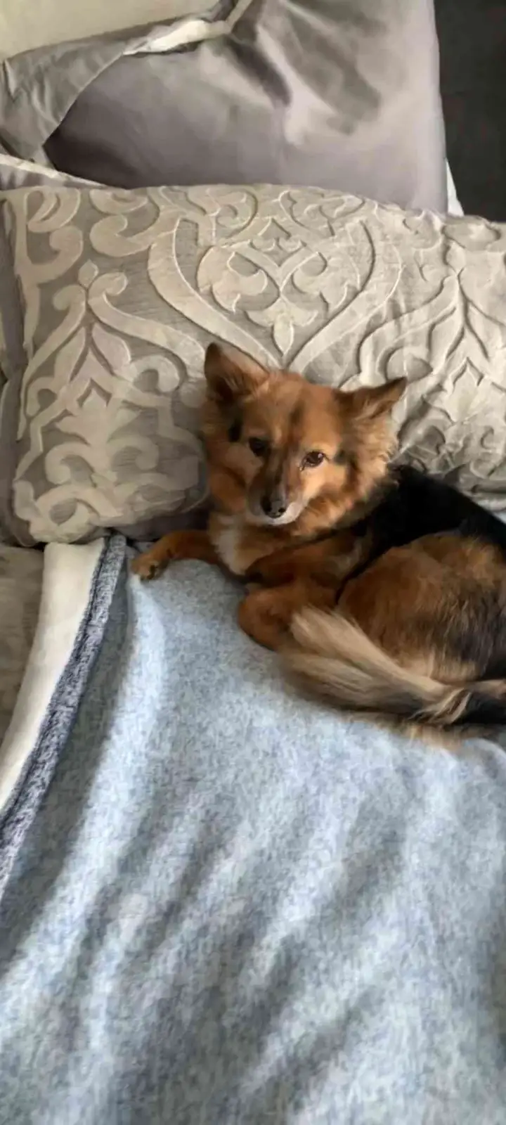 A small brown and black dog with a fluffy tail is curled up on a light blue blanket, resting against a decorative gray…