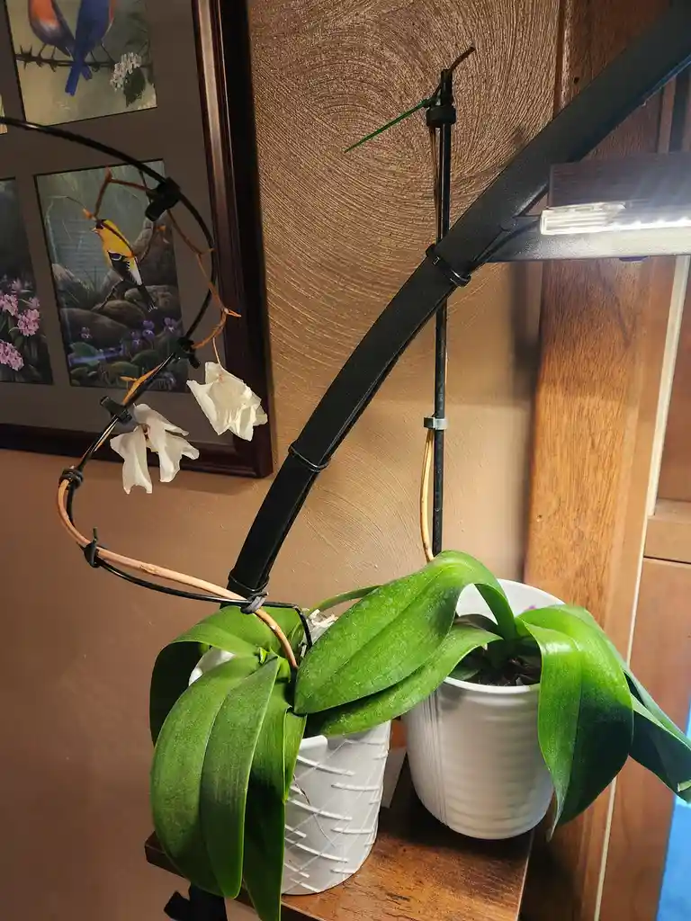 A potted orchid with large green leaves and dried white flowers is supported by a black metal plant stand and a grow light…