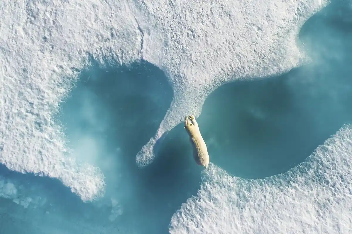 An aerial view shows a polar bear partially submerged in a hole in the ice, with its head and upper torso visible above the…