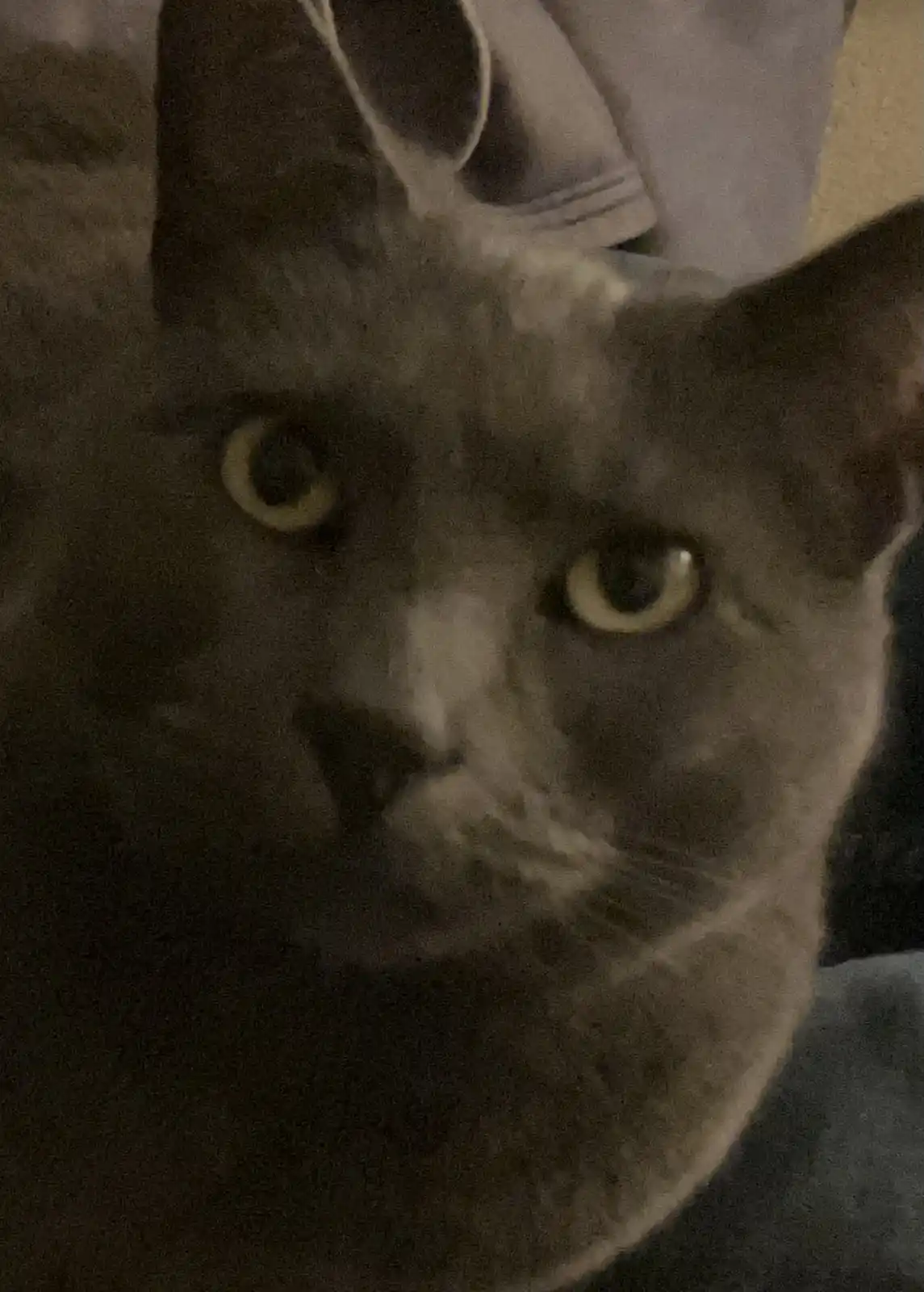 A close-up photo of a gray cat with wide, unblinking yellow eyes staring directly at the camera, conveying a look of intense…