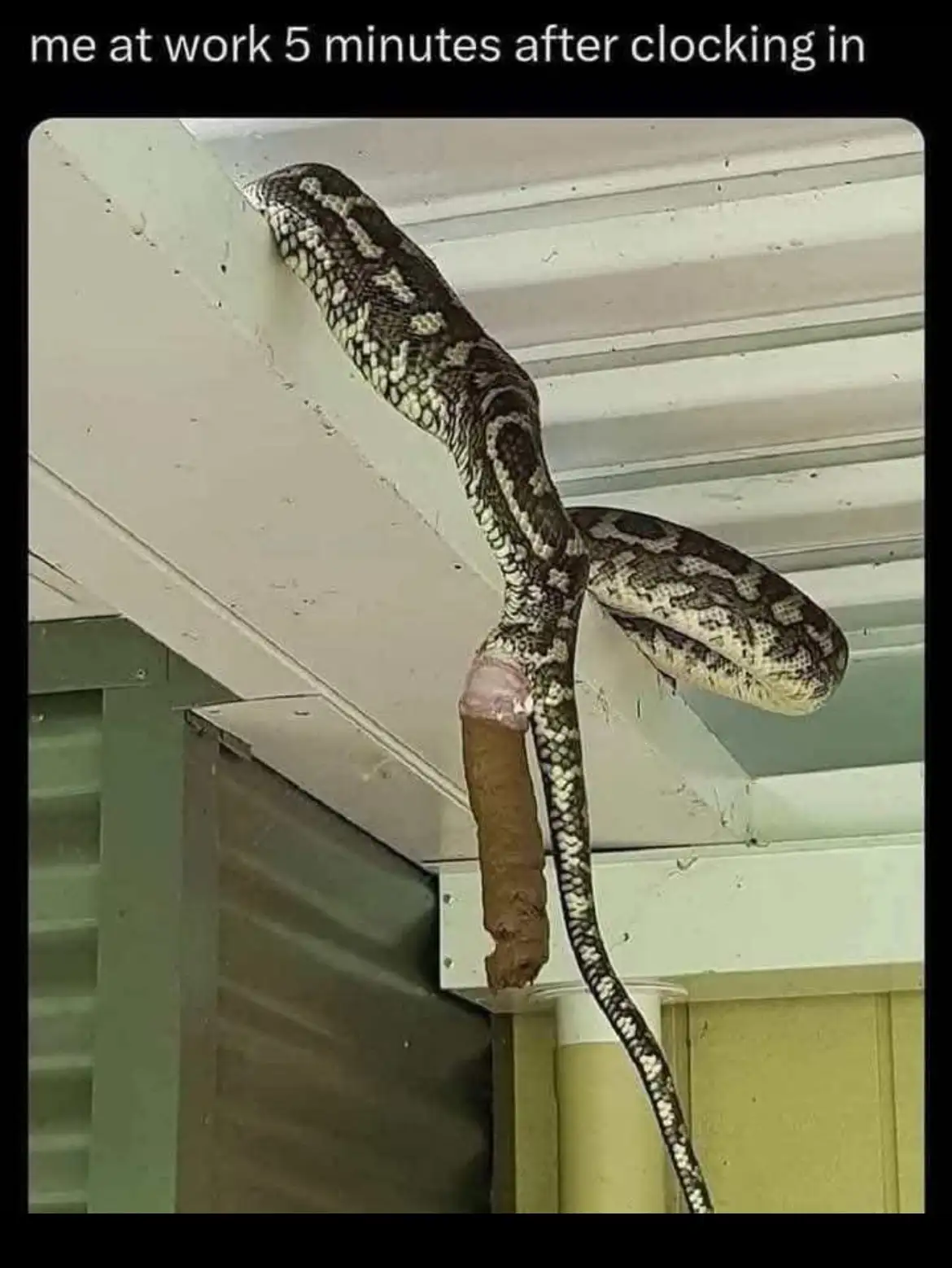 You Won't Believe How Snakes Do Their Business!