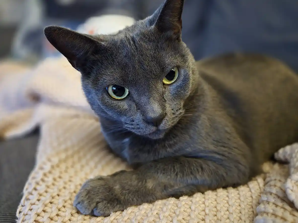 A close-up photo of a gray cat with striking green eyes lying on a beige knitted blanket, looking directly at the camera…
