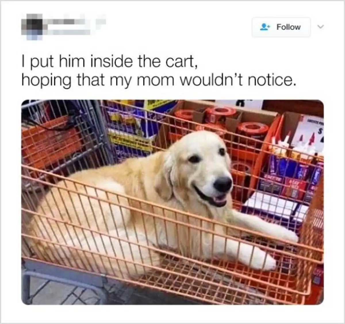 A golden retriever is lying comfortably inside a shopping cart, surrounded by store merchandise. The overlaid text reads: 'I…