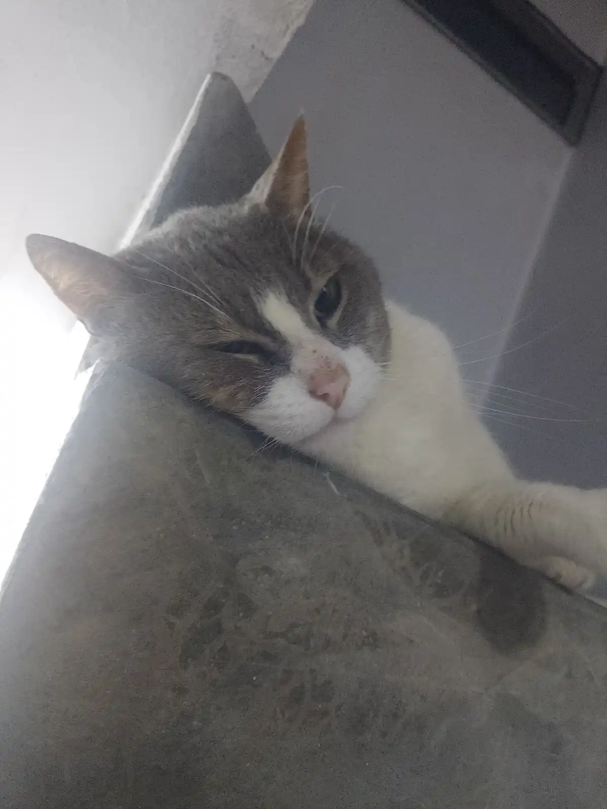 A gray and white cat with one eye half-closed and a relaxed expression is lying on a dark gray surface, possibly a couch or…