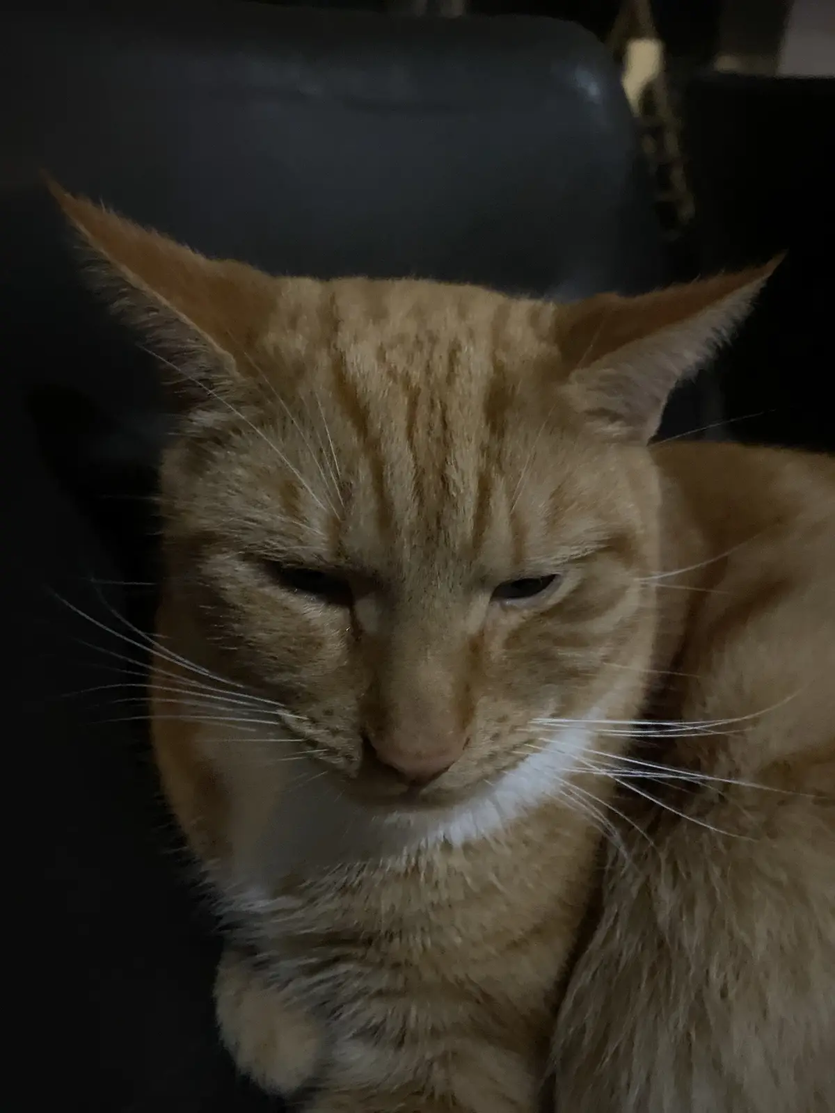 A close-up photo of an orange tabby cat with a white chest, looking down with half-closed eyes and a visibly unimpressed or…