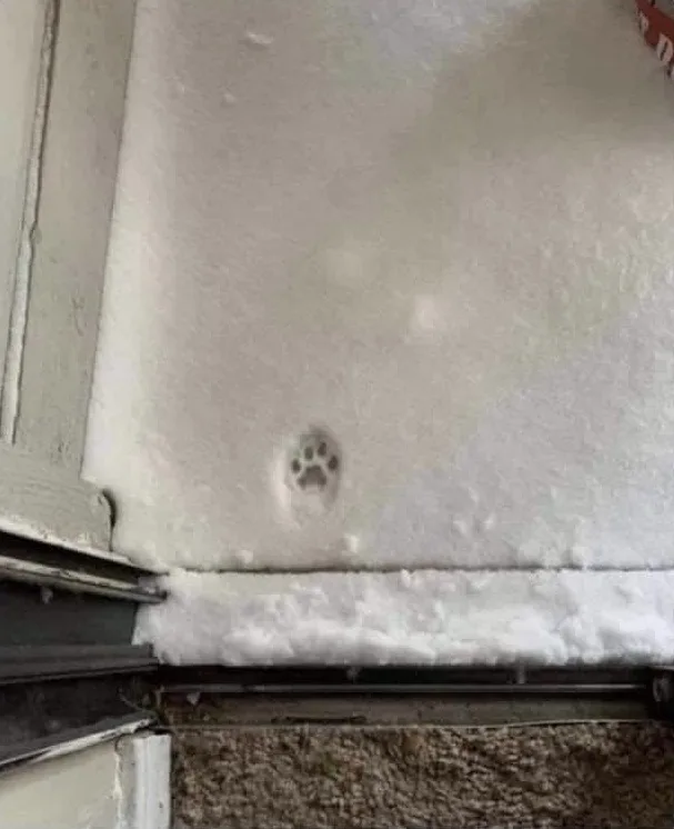 A single, clear paw print is visible in a layer of fresh snow on a porch or step, near a door frame. The overlaid text reads…
