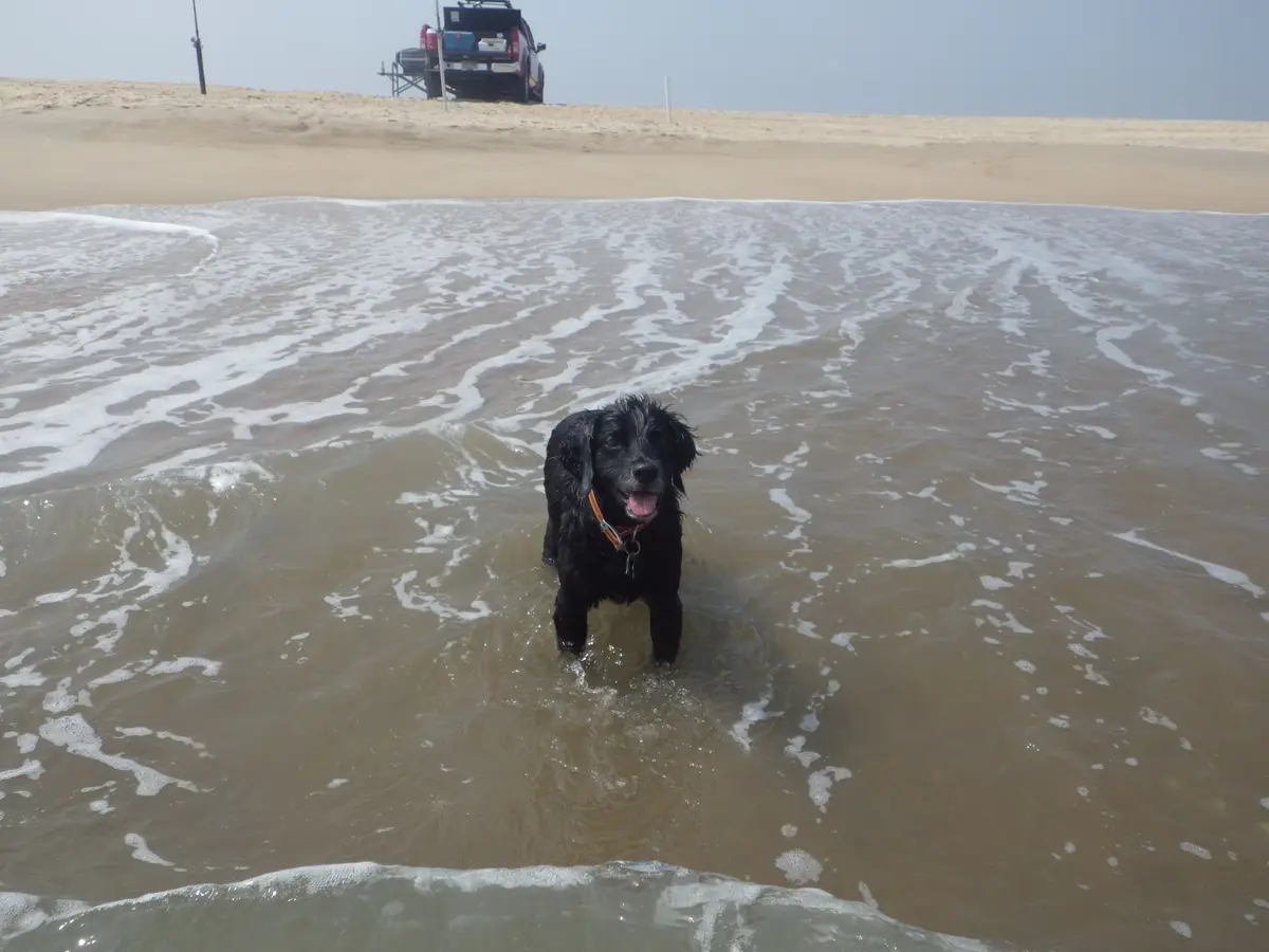 A black dog with wet fur stands happily in shallow ocean water, looking at the camera with its mouth open. In the…
