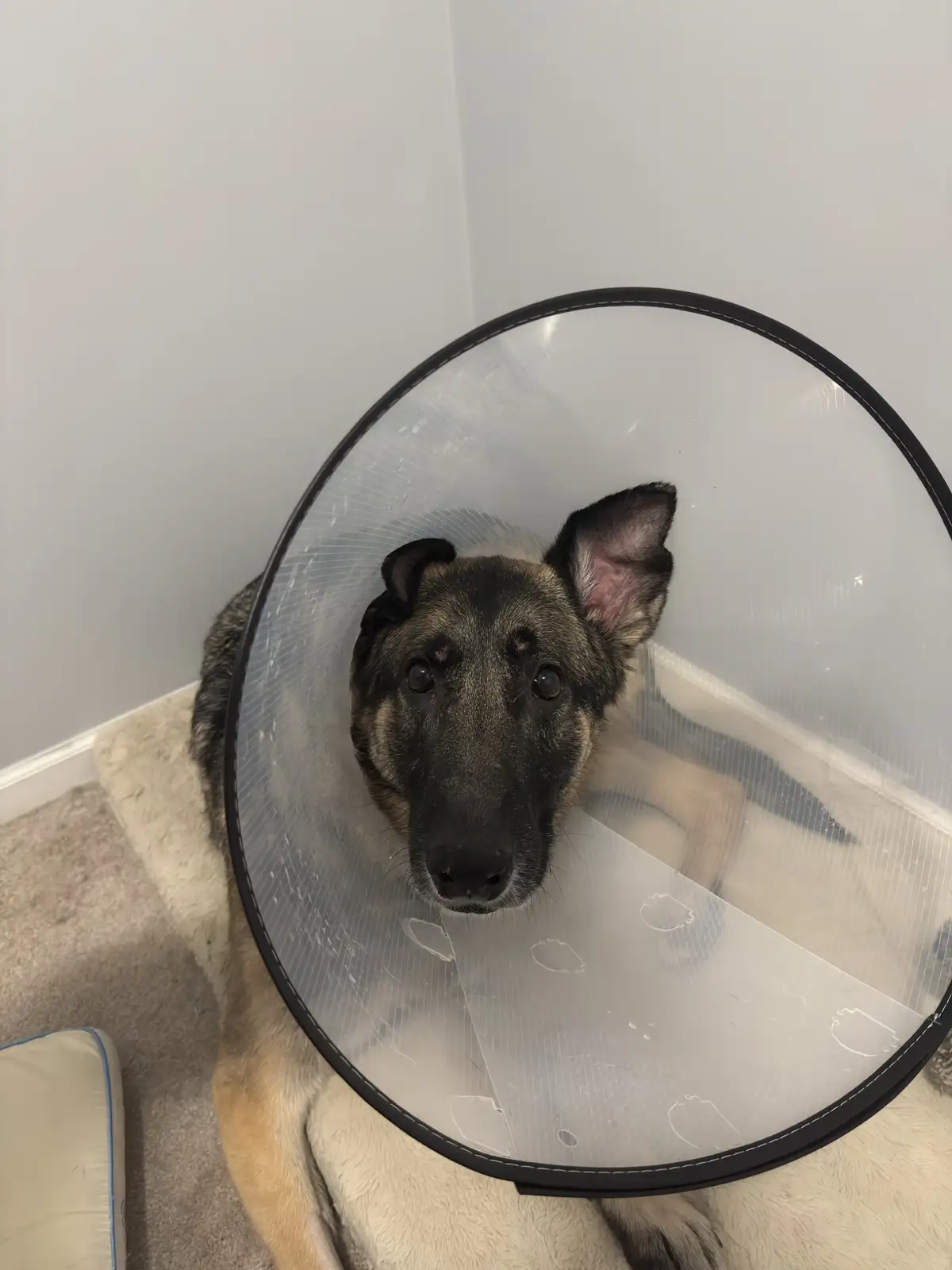 A German Shepherd dog with a black and tan coat is sitting in a corner on a carpeted floor, wearing a transparent plastic…