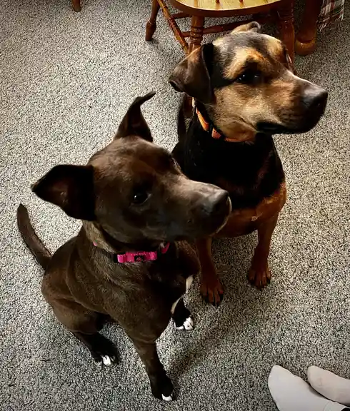 Two dogs sit on a speckled gray carpet, looking up expectantly. The dog in the foreground is dark brown with a pink collar…