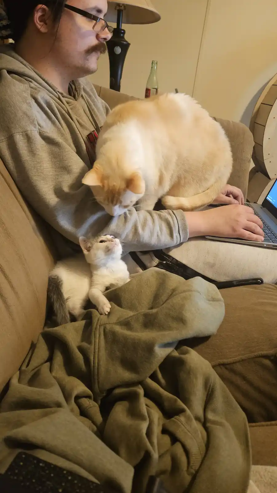 A man with glasses and a mustache sits on a couch using a laptop, wearing a grey hoodie. A large, fluffy orange and white…