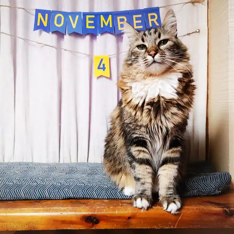 A fluffy tabby cat with a white chest sits upright on a wooden surface, looking slightly unimpressed. Behind it, a blue…