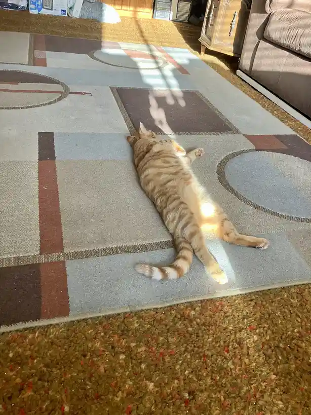 An orange tabby cat is lying completely flat on its back on a patterned rug, belly exposed, soaking up sunlight streaming…