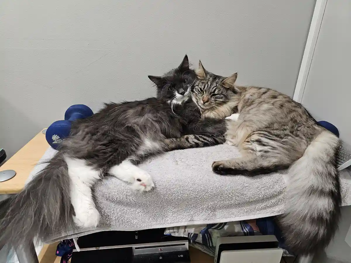 Two long-haired cats are cuddling on a towel draped over a desk, one dark gray with white paws and the other tabby, both…