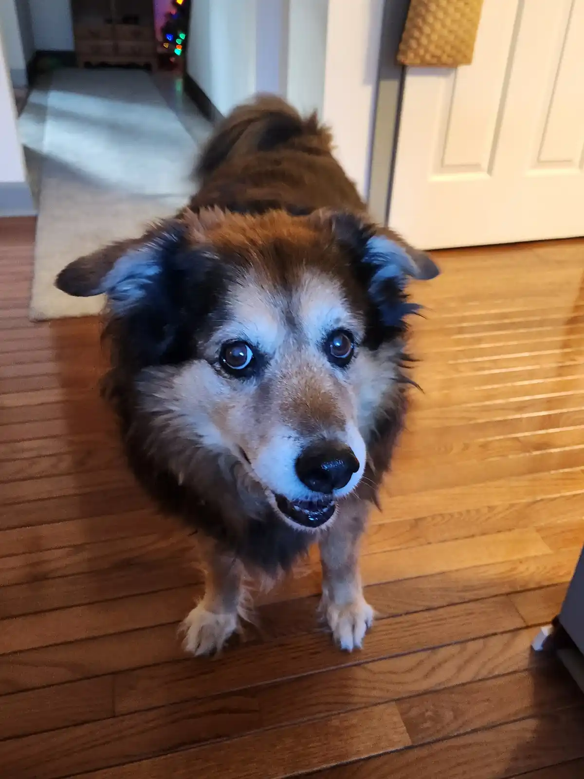 A close-up photo of a fluffy brown and black dog with large, expressive eyes looking directly at the camera, standing on a…