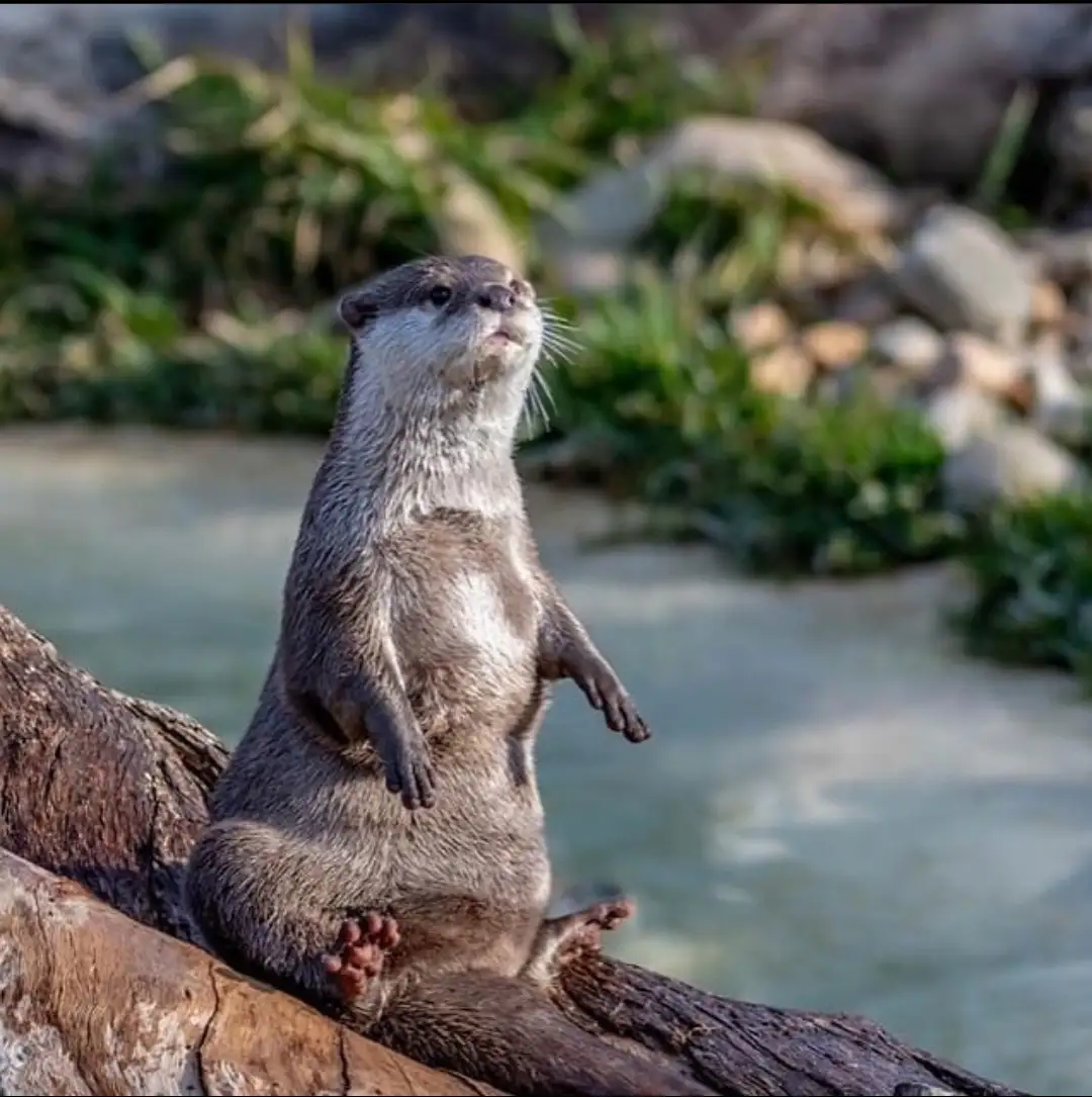 An otter stands upright on a log near water, looking upward with a serene expression. The overlaid text reads 'i'm not lazy…
