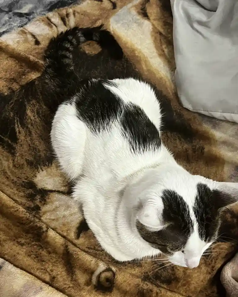 A black and white cat is curled up sleeping on a brown and beige patterned blanket, its body relaxed and eyes closed. The…