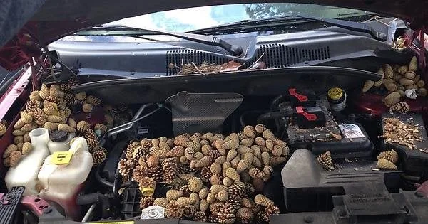 The open hood of a car reveals its engine bay completely filled with pinecones, covering components like the battery, fluid…
