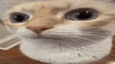 The image displays six nearly identical close-up photos of a fluffy, light-brown and white cat with large, expressive eyes…
