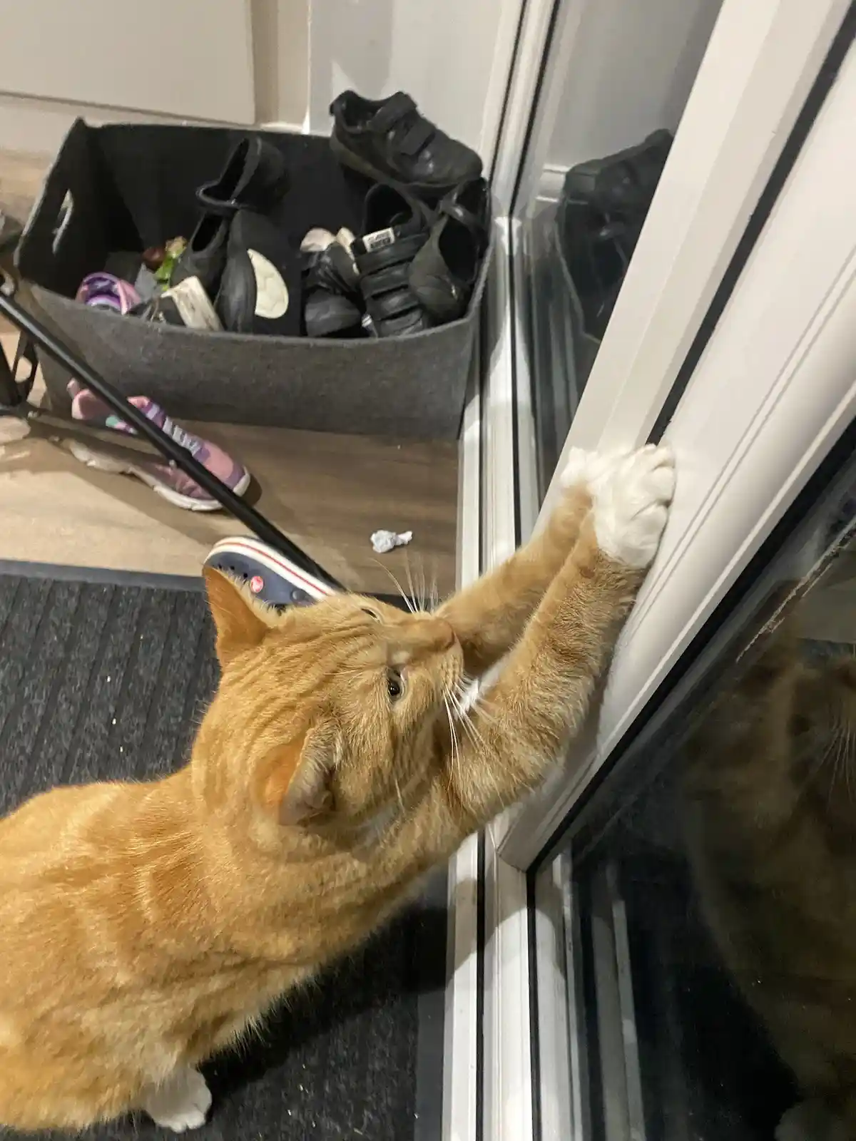 An orange tabby cat with white paws is standing on a dark mat and stretching its front paws upward against the white frame…