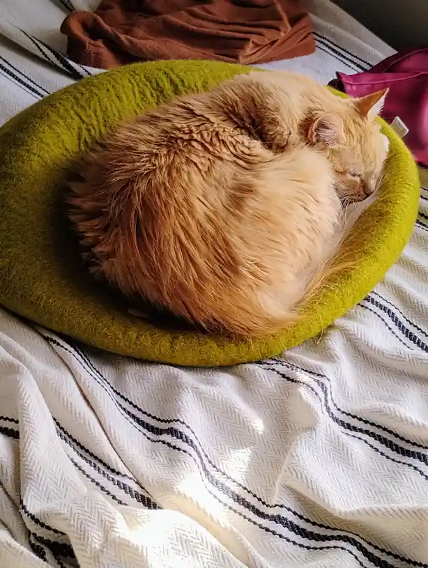 A fluffy orange tabby cat is curled up and sleeping soundly inside a bright green circular pet bed. The bed rests on a white…