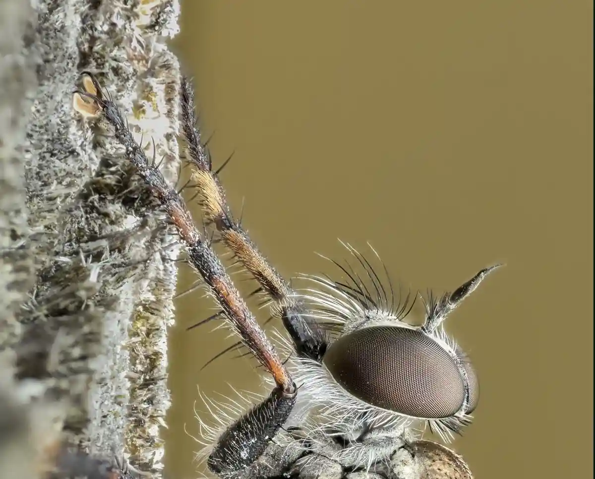 A macro photograph shows a fuzzy, dark-bodied insect with large compound eyes and spiky legs clinging to a rough, textured…