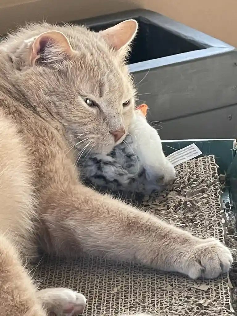 A light brown cat with a grumpy expression is holding a white and grey plush toy mouse in its mouth while lying on a…