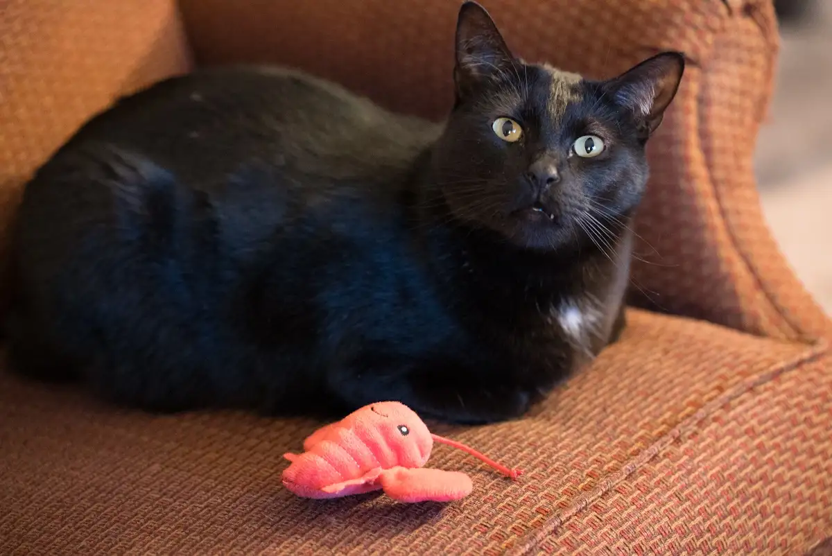 A black cat with wide, startled eyes sits on a brown woven couch, looking alarmed at a small pink plush lobster toy lying in…