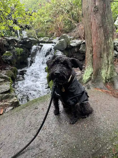 A small black, wet, curly-haired dog wearing a black raincoat and leash sits on a concrete path next to a small waterfall…