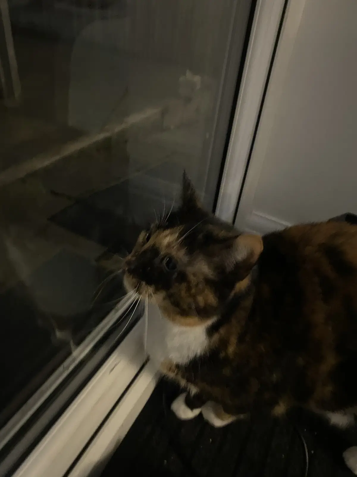 A calico cat with black, orange, and white fur sits intently on a dark surface looking out a glass door at night. Its eyes…
