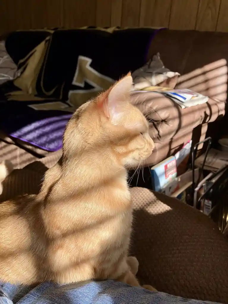 An orange tabby cat sits on a brown couch, bathed in sunlight streaming through blinds, casting striped shadows across its…