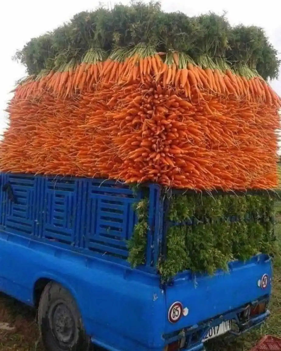 The humble carrot: a crunchy delight!