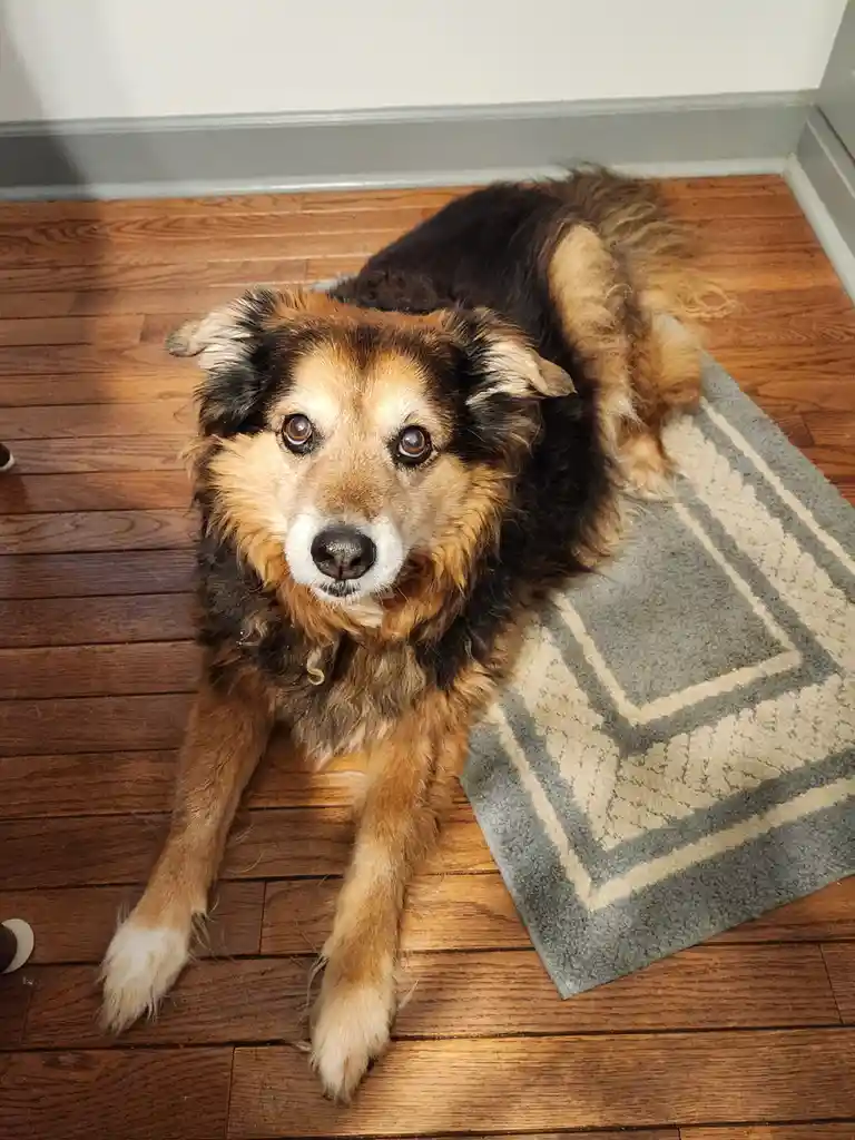 Peanut the Dog's Daily Adventures - Day 1571