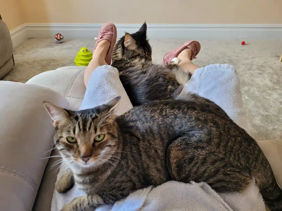 A person wearing pink slippers and white fuzzy pants is lounging on a beige couch with two tabby cats. One cat is curled up…