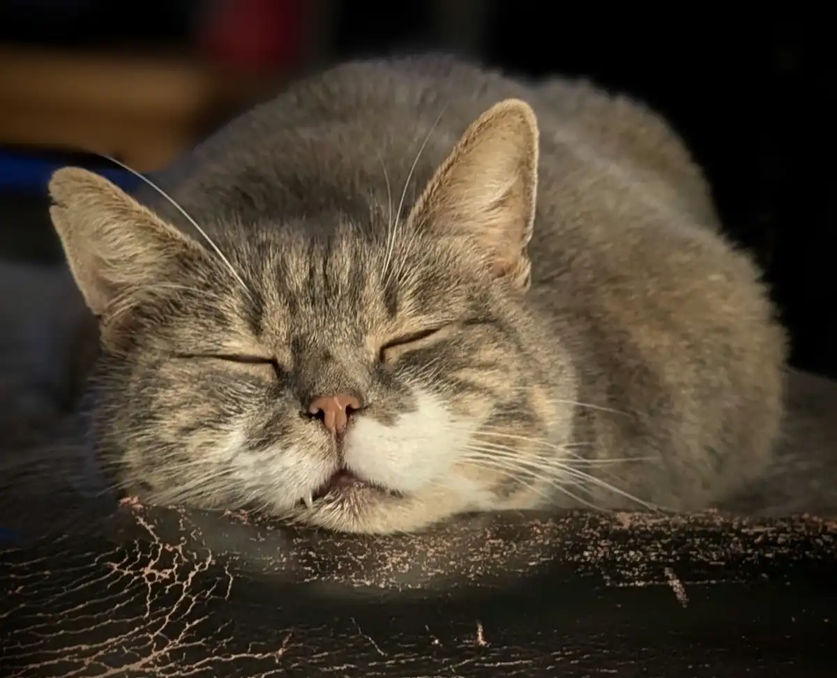 A gray tabby cat with a white muzzle is curled up and sleeping soundly on a dark, textured surface, its eyes closed and…