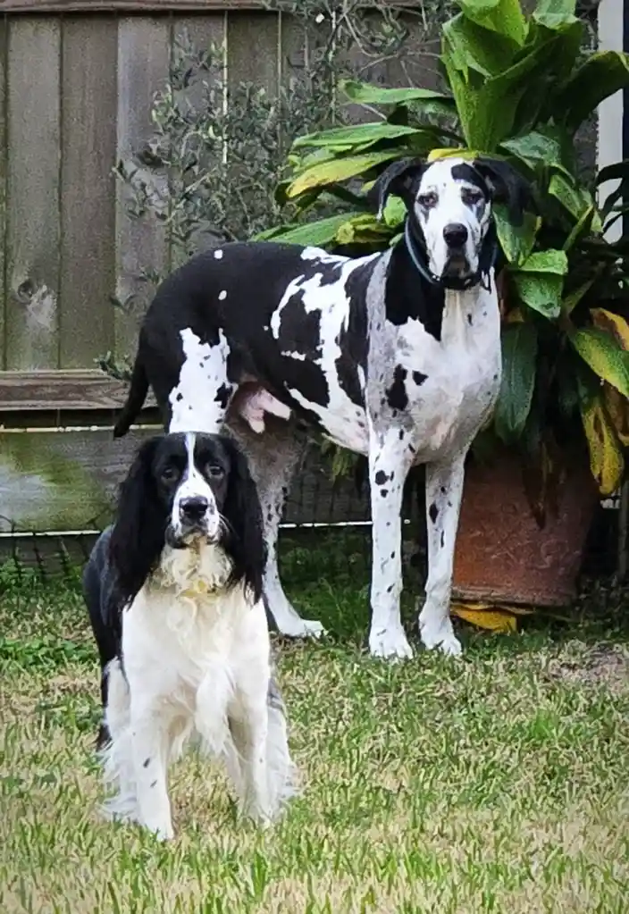 Two dogs stand on grass in a backyard; a small black-and-white dog in front and a much larger black-and-white spotted dog…