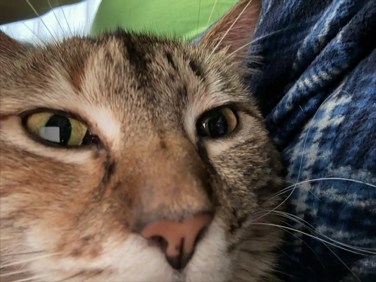 Meeps Is Definitely Questioning All This Acorn Chatter