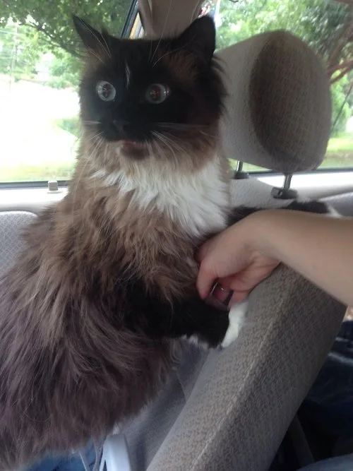 A fluffy black-and-white cat with wide, startled eyes sits in a car seat, looking directly at the camera. A person's hand is…