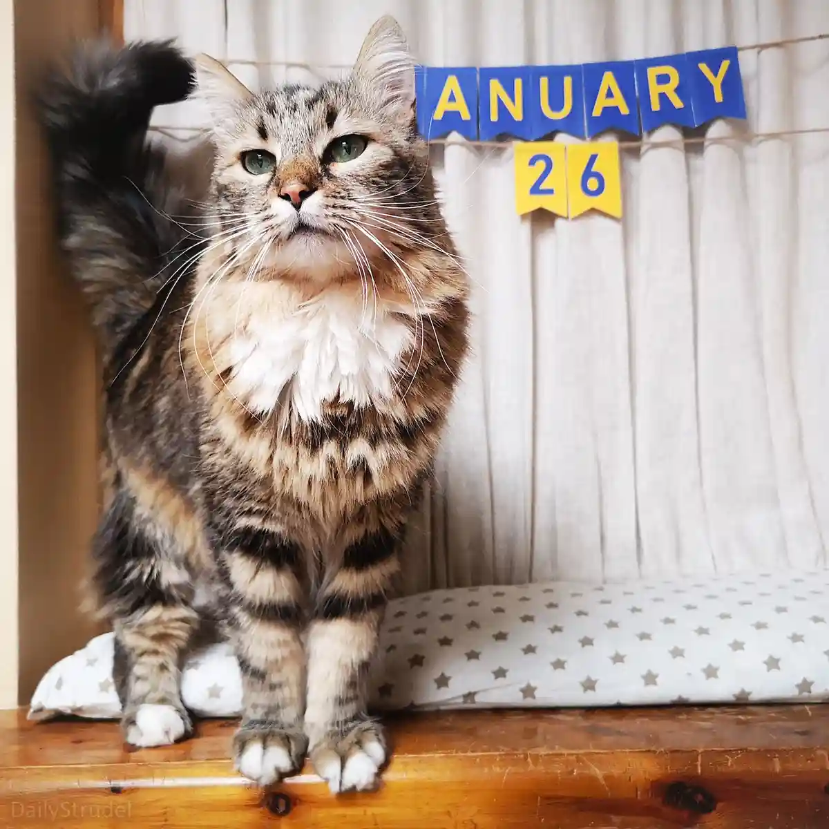 A fluffy tabby cat with green eyes and a raised tail sits on a wooden surface, looking upward with a displeased expression…
