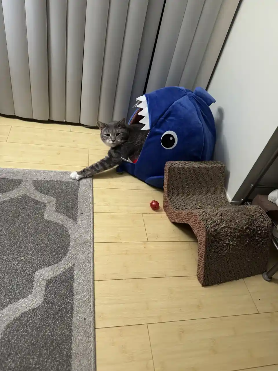A gray tabby cat with white paws is partially emerging from a blue plush shark-shaped cat bed, looking directly at the…