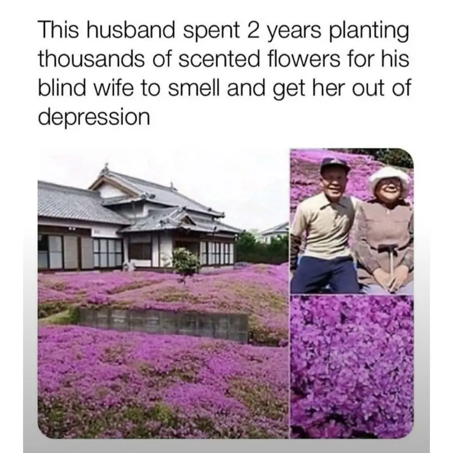 The image shows a split view: a large field of purple flowers in front of a traditional Japanese-style house, and a smaller…